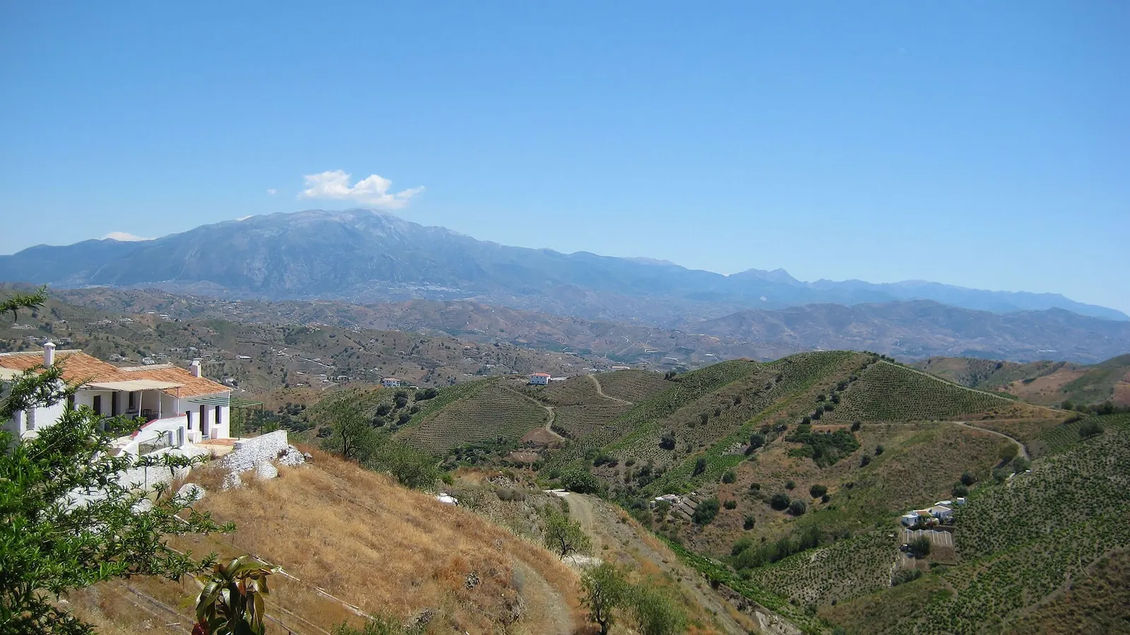 Vines on a hillside in Málaga province